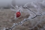 Hagebutte mit Eisnadeln | © Lisa Rohn