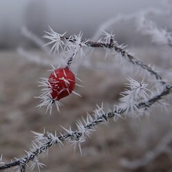 Winterruhe auf der Buchleite