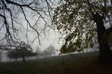 Nebel auf der Streuobstwiese | © LBV-Umweltstation Altmühlsee