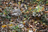 Pilze entdeckt auf der Buchleite | © LBV-Umweltstation Altmühlsee